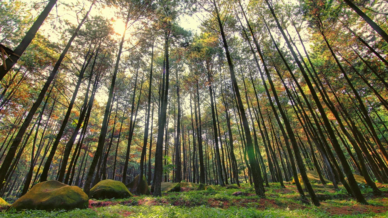 Hutan-Pinus