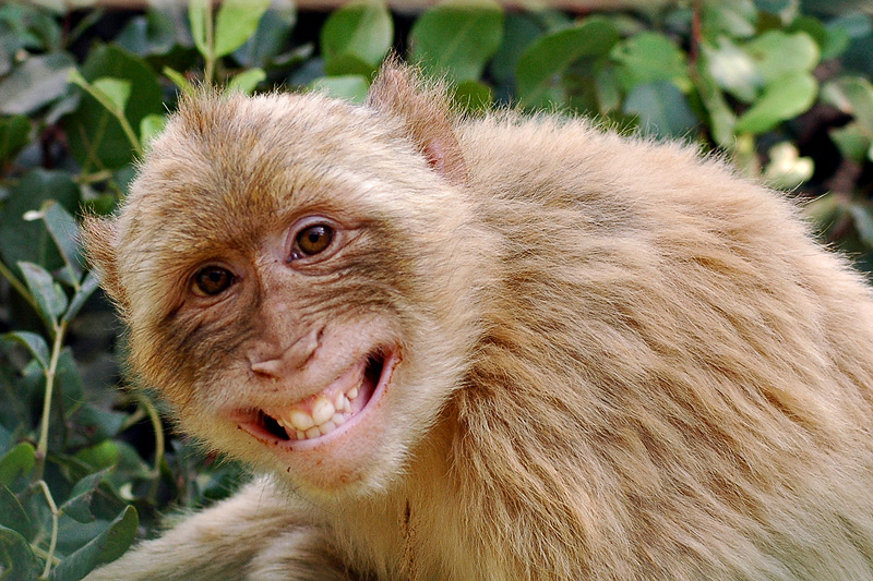 monkey_smile-2